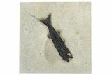 Uncommon Fossil Fish (Mioplosus) - Wyoming #292460-1